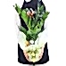 Zeze Çiçeği - Zamia Zamiifolia