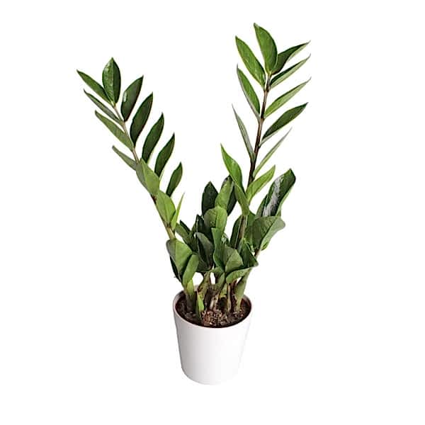 Zeze Çiçeği - Zamia Zamiifolia Beyaz Nora