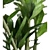 Zeze Çiçeği - Zamia Zamiifolia Kahverengi Anna