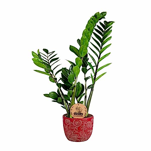 Zeze Çiçeği - Zamia Zamiifolia Kırmızı Anna
