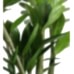 Zeze Çiçeği - Zamia Zamiifolia Kırmızı Anna