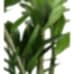 Zeze Çiçeği - Zamia Zamiifolia Mavi Anna