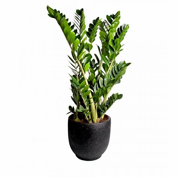 Zeze Çiçeği - Zamia Zamiifolia Siyah Ala Terracotta