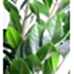 Zeze Çiçeği - Zamia Zamiifolia Siyah Ala Terracotta