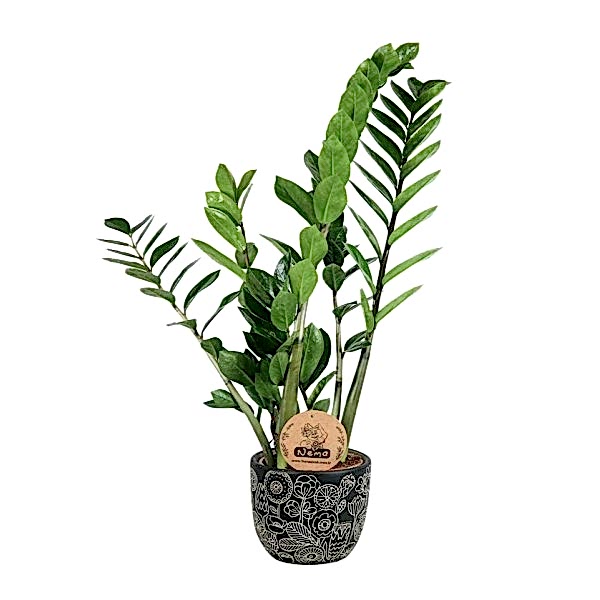 Zeze Çiçeği - Zamia Zamiifolia Siyah Anna 