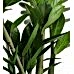Zeze Çiçeği - Zamia Zamiifolia Siyah Anna