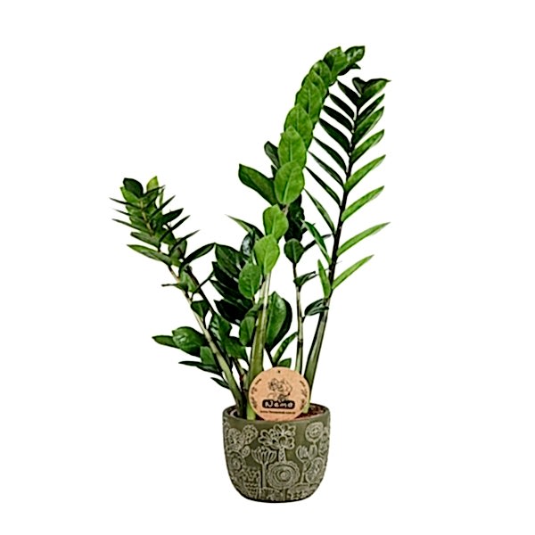 Zeze Çiçeği - Zamia Zamiifolia Yeşil Anna