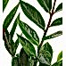 Zeze Çiçeği - Zamia Zamiifolia Yeşil Nora